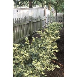 Ligustrum Japonicum Jack Frost Privet | 1 Large Gallon Size Plant I Live Variegated, Fast-Growing, Evergreen Shrub for Stunning Ornamental Landscaping, Ideal for Privacy Hedges