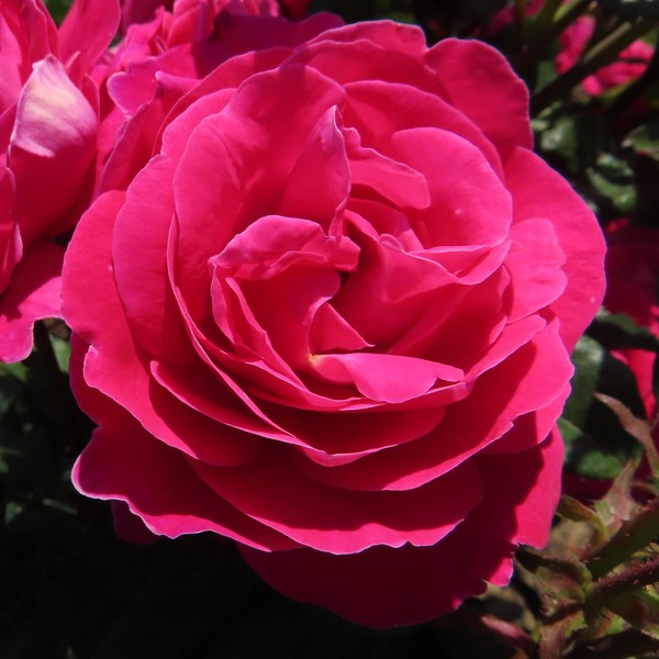 Best of Friends - 5.5lt Potted Floribunda Garden Rose - Exclusive Listing! Stunning Deep Magenta Pink Blooms with Scalloped Edges - Perfect for Friends