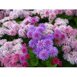Ageratum Mix 500+ Non-GMO Seeds for Planting