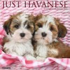 Havanese 2026 12" x 12" Wall Calendar