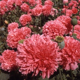 Outsidepride Peony Salmon - 5000 Seeds