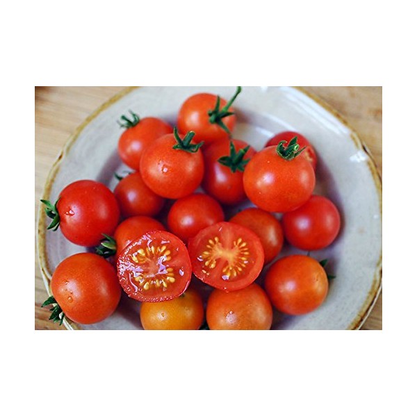 30+ Dwarf Red Robin Tomato Seeds, Heirloom Non-GMO, Sweet, Low Acid, Determinate, Open-Pollinated, Delicious, Lycopersicon lycopersicum, from USA
