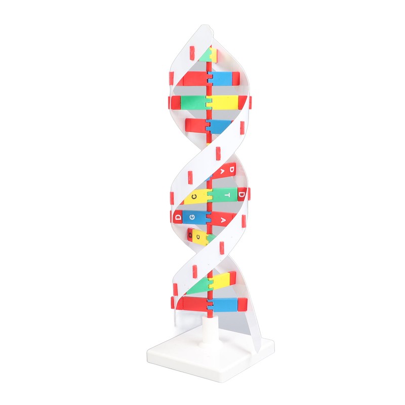 DNA Structure Model Colorful Double Spiral Assemble Model Science Educational