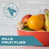 STEM Stem Kills Fruit Fly Trap: Fruit Fly Catcher With