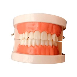 Zerodeko Moldable Dental Model for Teaching Oral Hygiene Products False Teeth Real Teeth Model