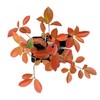 6 Red Tip Photinia, Photinia x Fraseri, Thriving in Extra