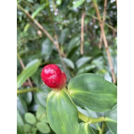Manoa Valley Roots 6 Costus Woodsonii cuttings, HAWAII GROWN Indian head ginger shampoo organic red