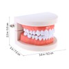 Rosenice Tooth Model Dental Model, Standard Dental Teaching, Study Typodont