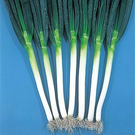 Onion Seeds - Bunching - Ishikura Winter Long - 4 Oz ~33200 Seeds - Non-GMO, Heirloom - Asian Garden Vegetable