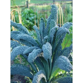 100 Lacinato Kale/100 Red Russian  Kale / 50 Petite Marigold/ Combo Pk/ Non GMO