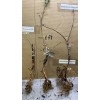 Live Plant Scarlet Surprise (Bill's Red Flesh) grafted, roots wrapped