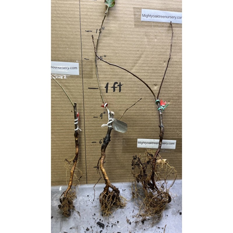 Live Plant Scarlet Surprise (Bill's Red Flesh) grafted, roots wrapped