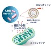 ＬｉＥＶ（ライブ）(31粒 / 約1ヶ月分)｜ライラック乳酸菌由来の細胞外小胞（ＥＶ）が入ったサプリメント