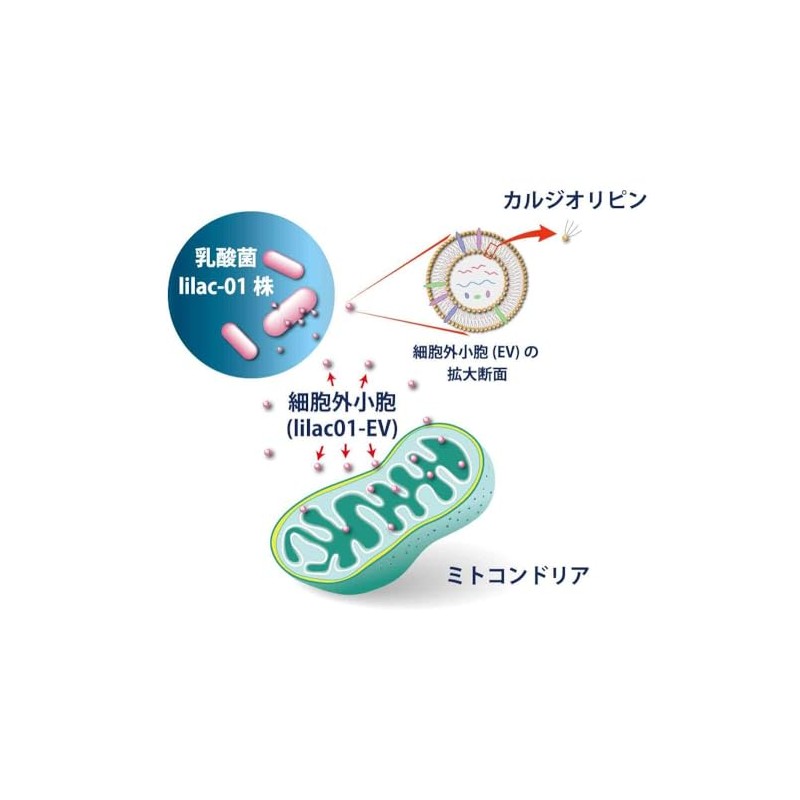 ＬｉＥＶ（ライブ）(31粒 / 約1ヶ月分)｜ライラック乳酸菌由来の細胞外小胞（ＥＶ）が入ったサプリメント