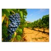LYSCO XXL Poster 100 x 70 cm Sunny Vineyard with