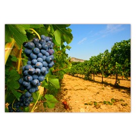 LYSCO XXL Poster 100 x 70 cm Sunny Vineyard with Delicious Blue Grapes