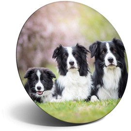 Destination Vinyl ltd Magnet for Refrigerator, Fridge - Border Collie Family Dogs Animals Cute for Office, Cabinet and Whiteboard, Magnetic Stickers, 8625