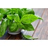 Giant Basil about 100 Seeds for Planting Non-GMO