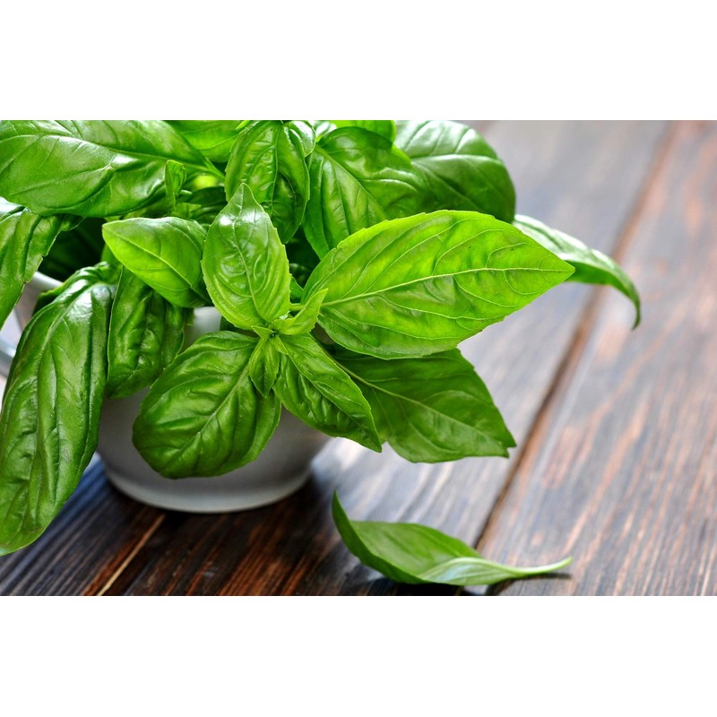 Giant Basil about 100 Seeds for Planting Non-GMO