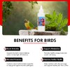Morning Bird Coconut Oil for Birds 4 oz – Supports