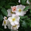 Heirloom Roses Rose Plant - Sally Holmes White Rose Bush,