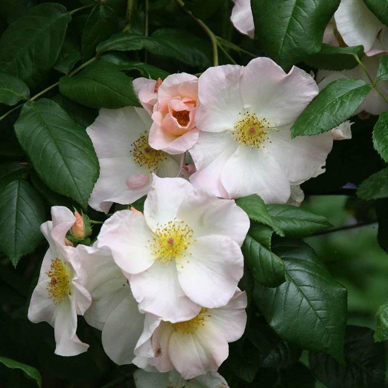 Heirloom Roses Rose Plant - Sally Holmes White Rose Bush,