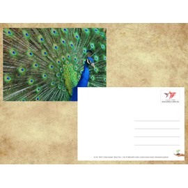 Edition Colibri PFAU Postcard Set of 3 Animal Postcards / Postcards of a Blue Peacock Striking a Wheel (10674)