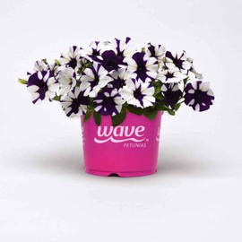 Outsidepride 15 Seeds Annual Petunia Shock Wave Spreading Purple Tie Dye Garden Flower Seeds for Planting