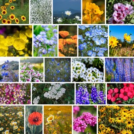 Bulk Wildflower Seeds - California Pollinator Mix – 1 LB (~640,000 Seeds) – Non-GMO Flowers for Pollinators – Annuals & Perennials for Landscaping, Cutting Gardens, Bouquets