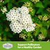 Survival Garden Seeds White Yarrow Seeds for Planting - 5