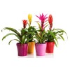Gardenera Bromeliad Potting Mix - Provide Your Plants with The