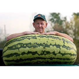 Burpee 15 RARE HUGE Carolina Cross #183 Watermelon Seeds HEIRLOOM | ORGANIC | FREE SHIP