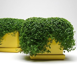 Park Seeds Mint Seeds, Varies of Fragrant Herb and Ornamental Garden Staple, Mini Ornamental, Pack of 10