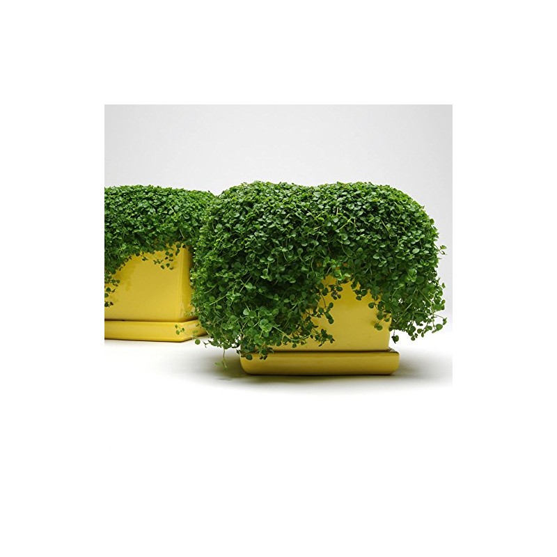 Park Seeds Mint Seeds, Varies of Fragrant Herb and Ornamental