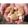 CEMEHA SEEDS - Morel Mushrooms Spores Mycelium Non GMO Spawn