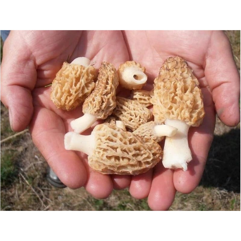 CEMEHA SEEDS - Morel Mushrooms Spores Mycelium Non GMO Spawn
