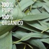OLEUM VITAE Aceite Esencial de Eucalipto 30ml. Eucalyptus Globulus 100%