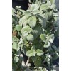 2 Live Swedish Ivy Silver Plants 4-6in Indoor Outdoor Houseplants
