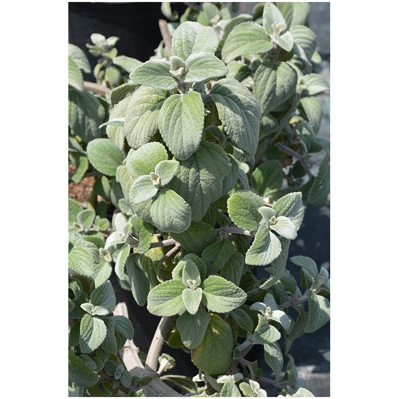 2 Live Swedish Ivy Silver Plants 4-6in Indoor Outdoor Houseplants
