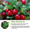 4 oz. Uva Ursi Leaf Uva Ursi Tea Herbal (Arctostaphylos