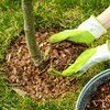 bhomescent Orchid Care Repotting Bark Fine grade, 8-15mm 1L, 2L,