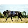 Soft Padded Lunge Line Rein Lead for Horses 27ft Looped