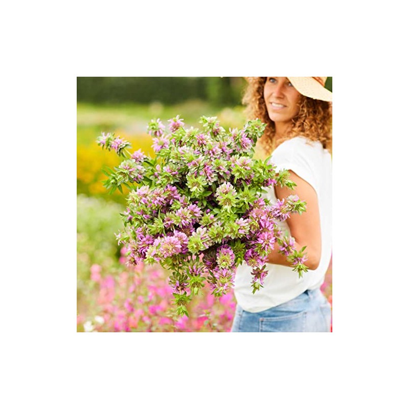 Eden Brothers Lemon Mint Seeds