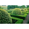 Japanese Boxwood | 10 Live 4 Inch Pots | Buxus