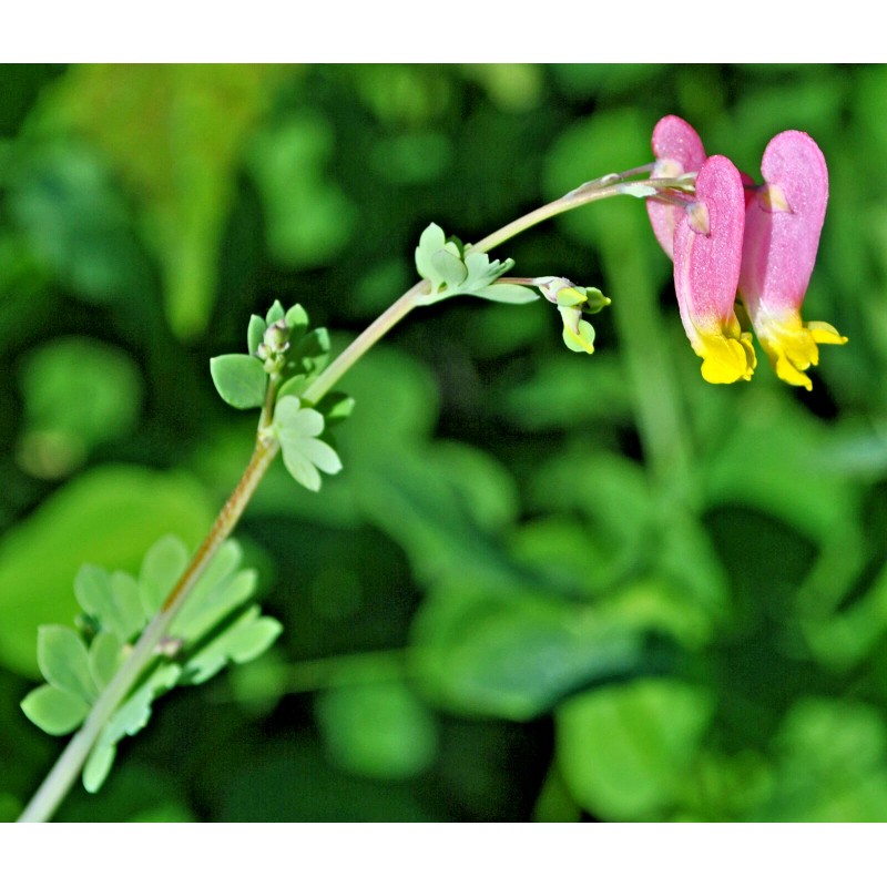 Fresh 200 ROCK HARLEQUIN Seeds (Corydalis sempervirens) Perennial Wildflower Plant