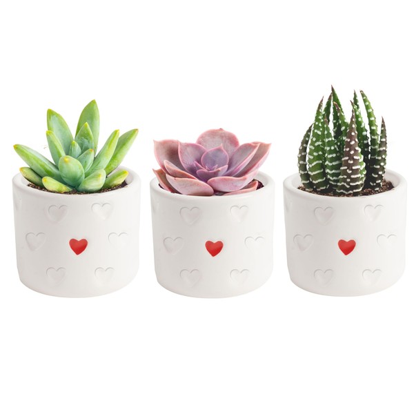 Costa Farms Costa Farms Succulent Plants (Pack of 3), Live