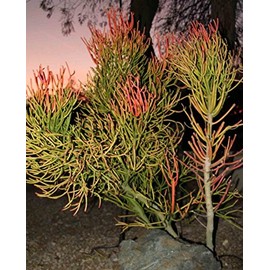 9 cuttings Pencil Cactus Euphorbia Tirucalli Sticks on Fire Succulent Cuttings