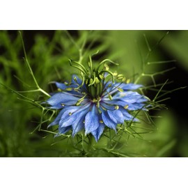 Nook Energizing Revitalising Shampoo Anti-Fall Hair - 500 ml