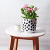 Sill and Sage Glossy Dot Pots, Black/White, Medium