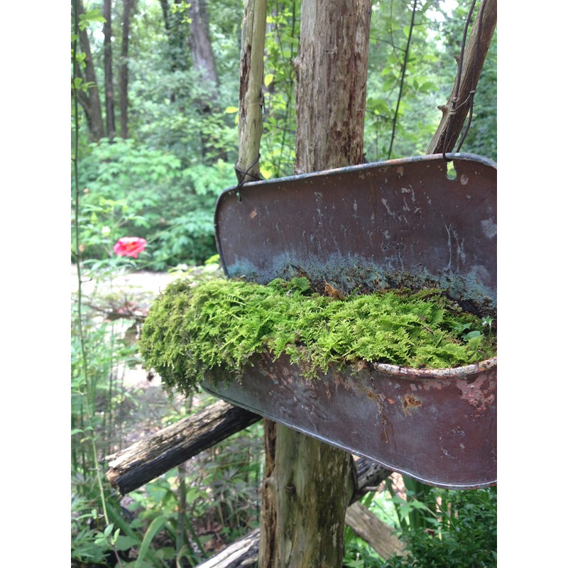 Live Sheet Moss Starter Kit